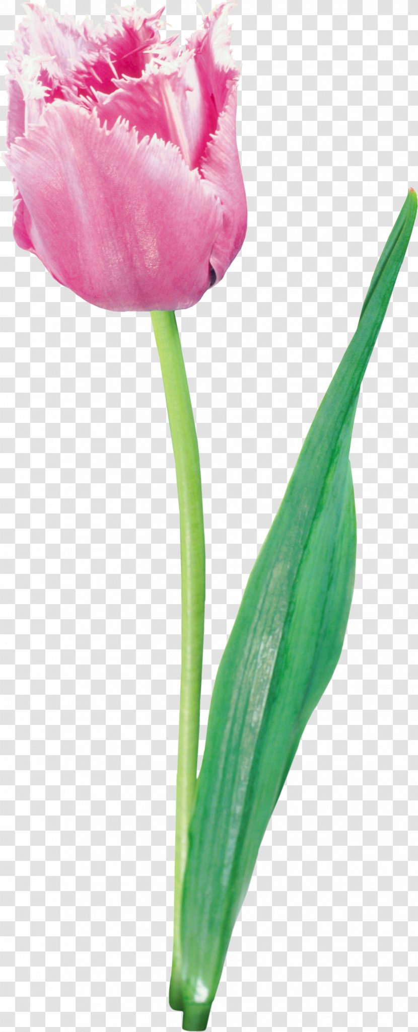 Tulip Pink Flowers - Petal Transparent PNG