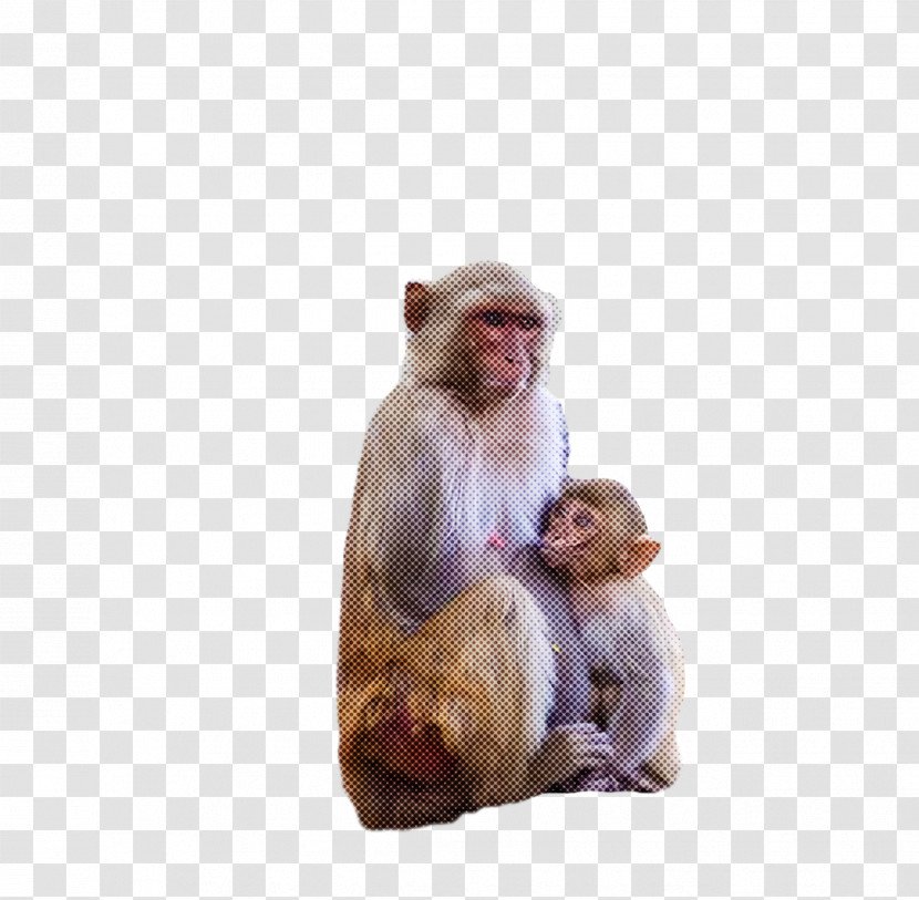 Macaques Old World Monkeys World Science Biology Transparent PNG