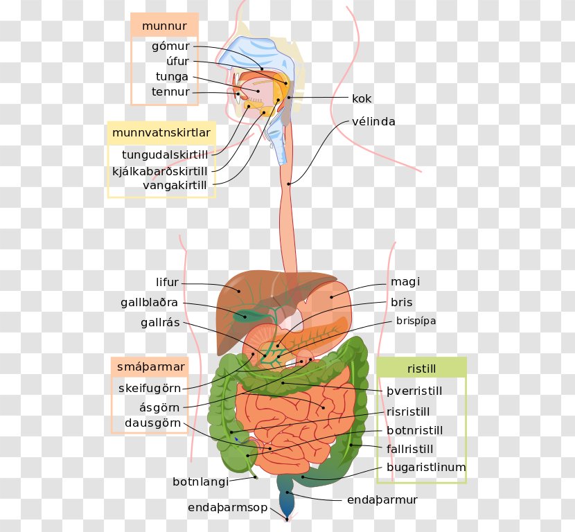 Human Digestive System Gastrointestinal Tract Digestion Diagram Body - Frame Transparent PNG