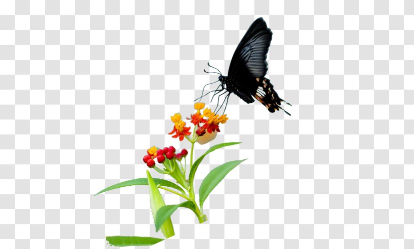 Butterfly Nymphalidae Nectar Flower Pollen - Sunflower Transparent PNG