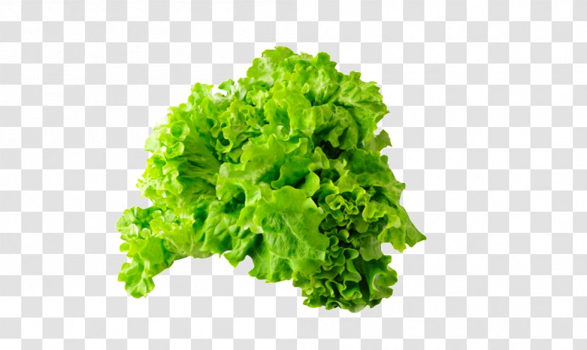 Vegetable Greens Food Image - Butter Leaf Lettuce - Green Transparent PNG