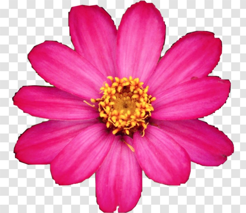 Garden Cosmos Chrysanthemum Marguerite Daisy Family Cut Flowers - Perennial Plant - Pinkflower Background Transparent PNG