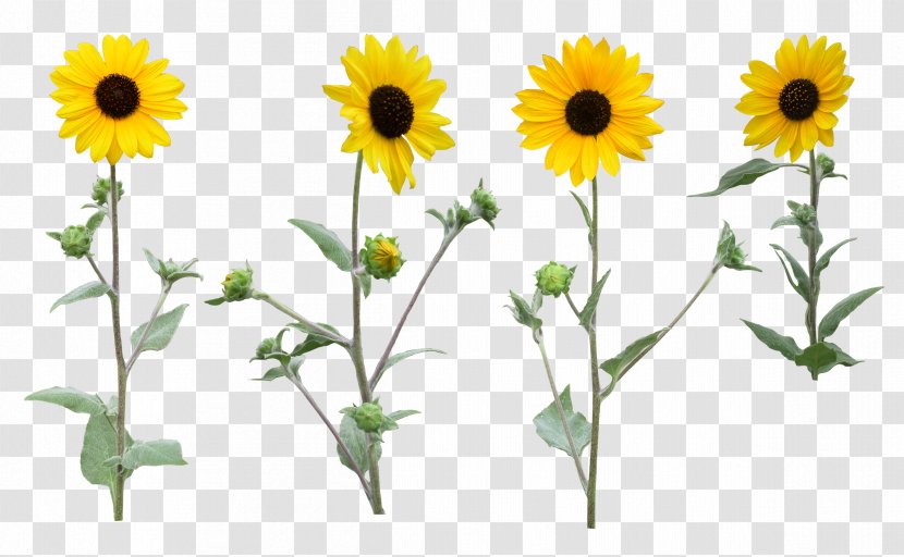 Common Sunflower Clip Art - Flower Bouquet Transparent PNG