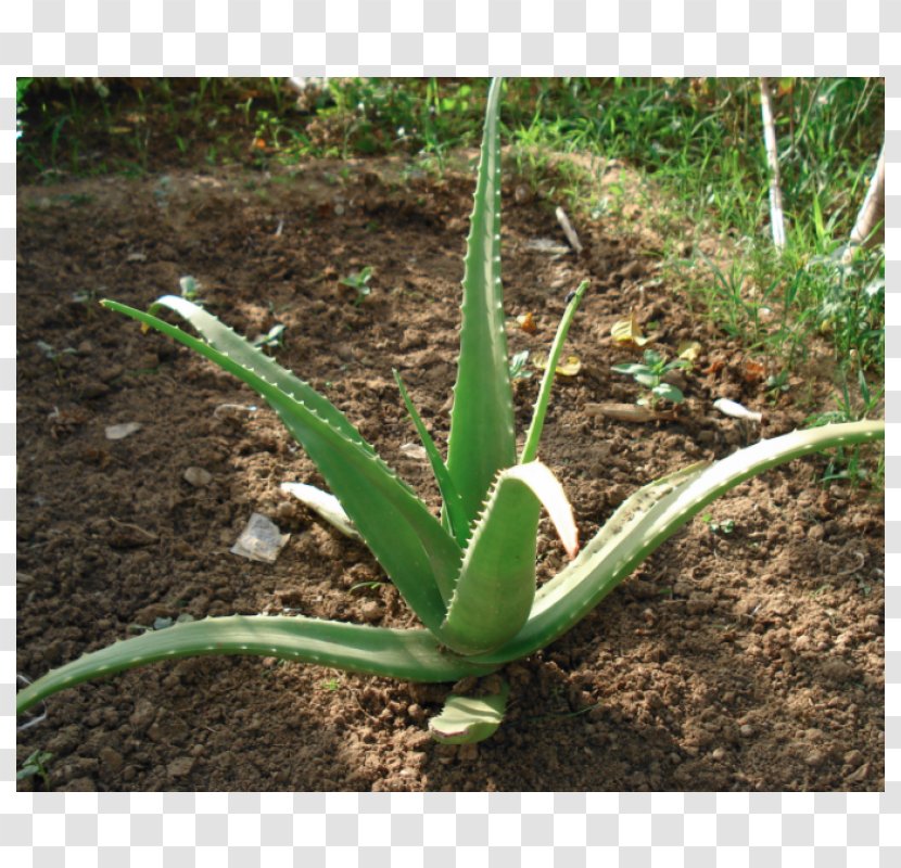 Aloe Vera Succulent Plant Gel Medicinal Plants Transparent PNG