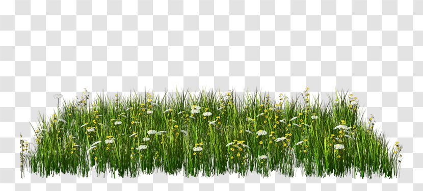 Clip Art Image Openclipart Download - Grass Family - Aliya Transparent PNG