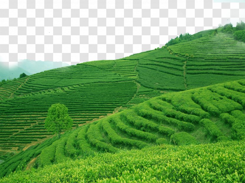 Green Tea Longjing Biluochun Kuding - Grassland - Ad Transparent PNG
