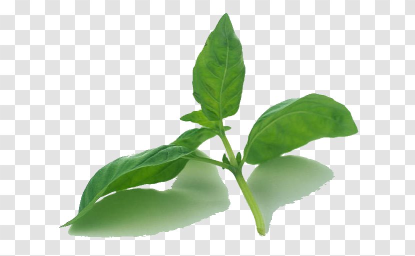 Basil Leaf Plants Mint Herbaceous Plant - Flower Transparent PNG