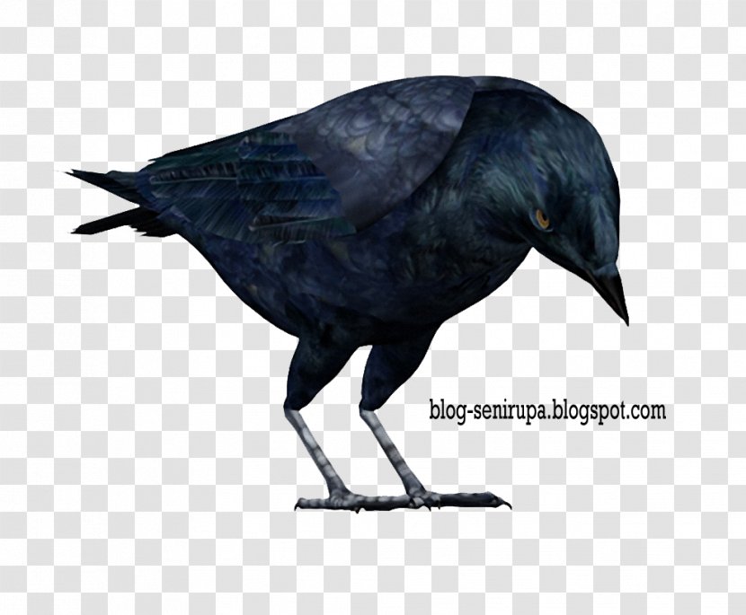 American Crow Rook The Raven Bird Complete Works - Organism Transparent PNG