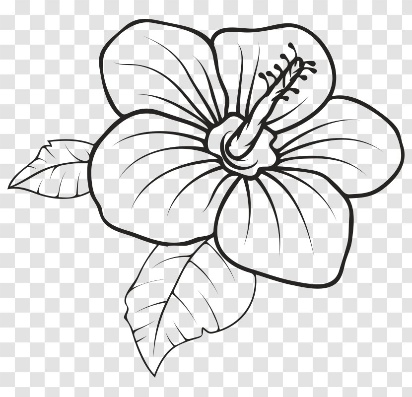 Floral Design Hawaii Drawing Clip Art Vector Graphics - Flora - Flower Transparent PNG