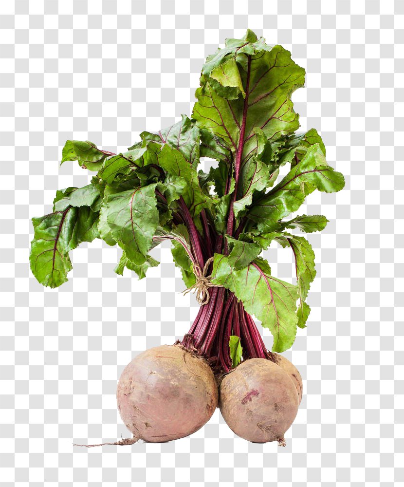 Sugar Beet Mangelwurzel Chard Fodder Seed - Silhouette - Organic Beets Are Free Of Charge Transparent PNG