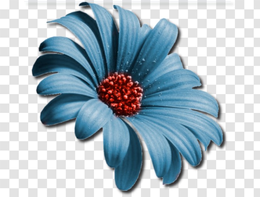 Common Daisy Flower Desktop Wallpaper Woman Transvaal - Blue Transparent PNG