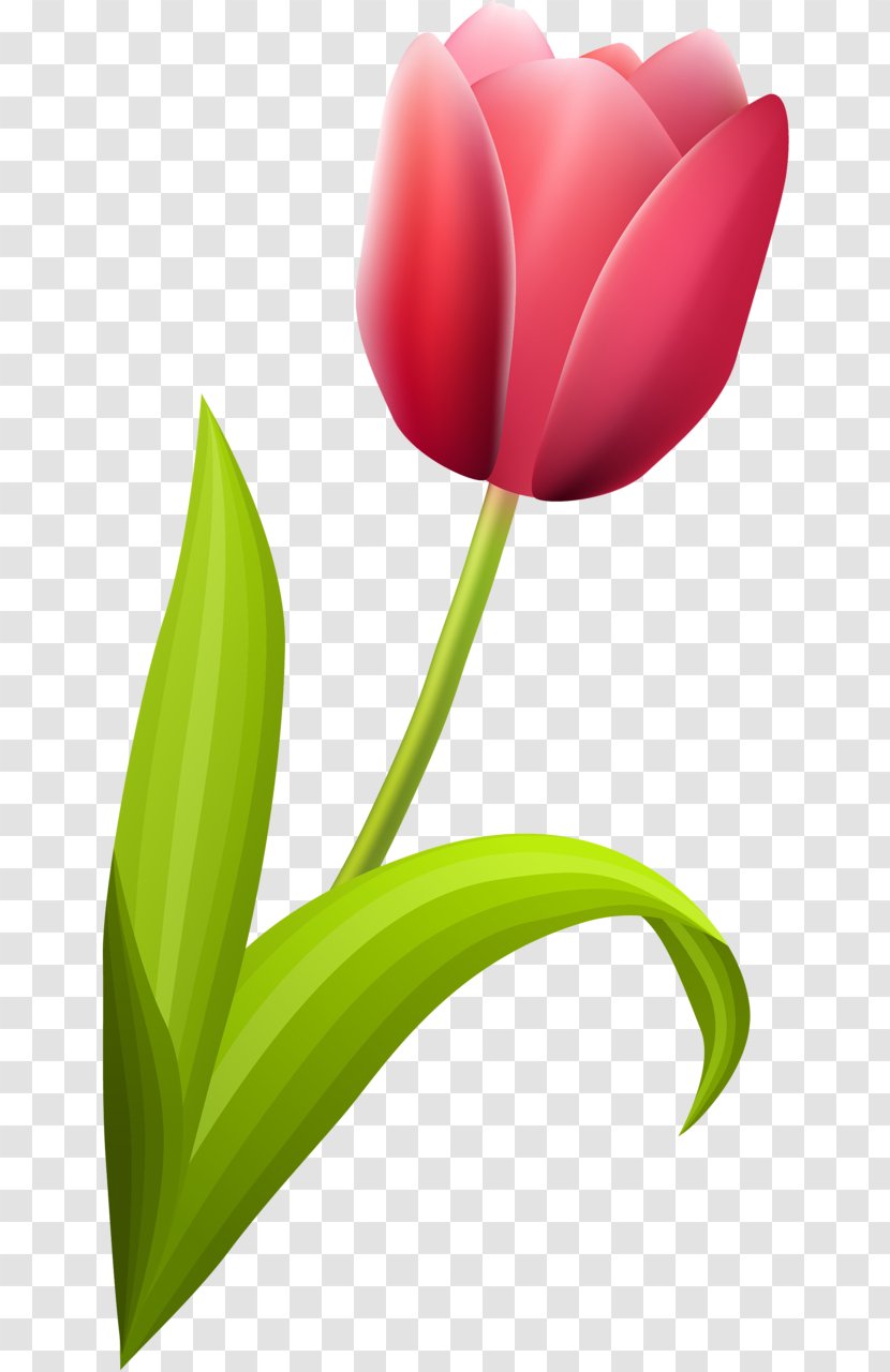 Flowering Plant Tulip Liliaceae - Seed Transparent PNG