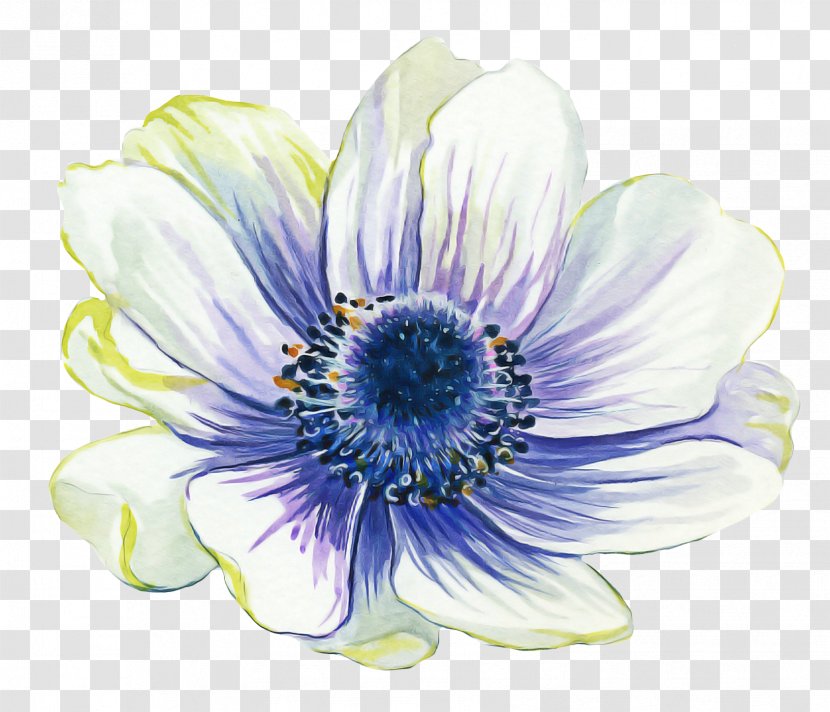 Blue Watercolor Flowers - Anemone - Wildflower Cut Transparent PNG