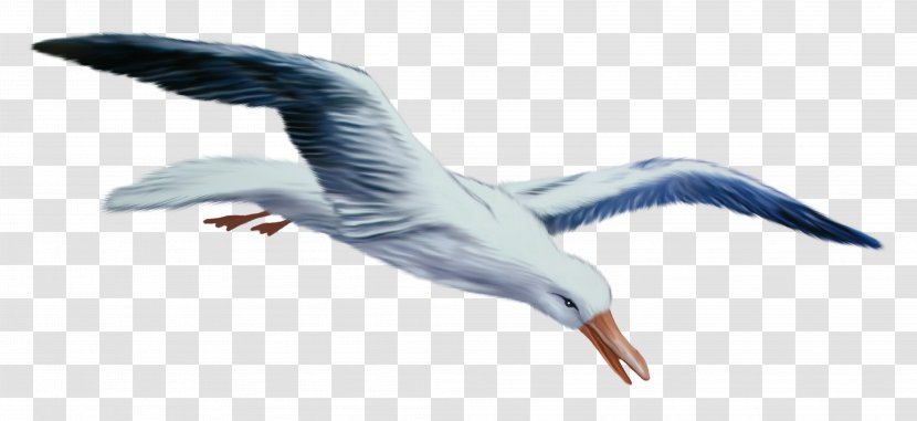European Herring Gull Gulls Bird Swan Goose - Drawing Transparent PNG