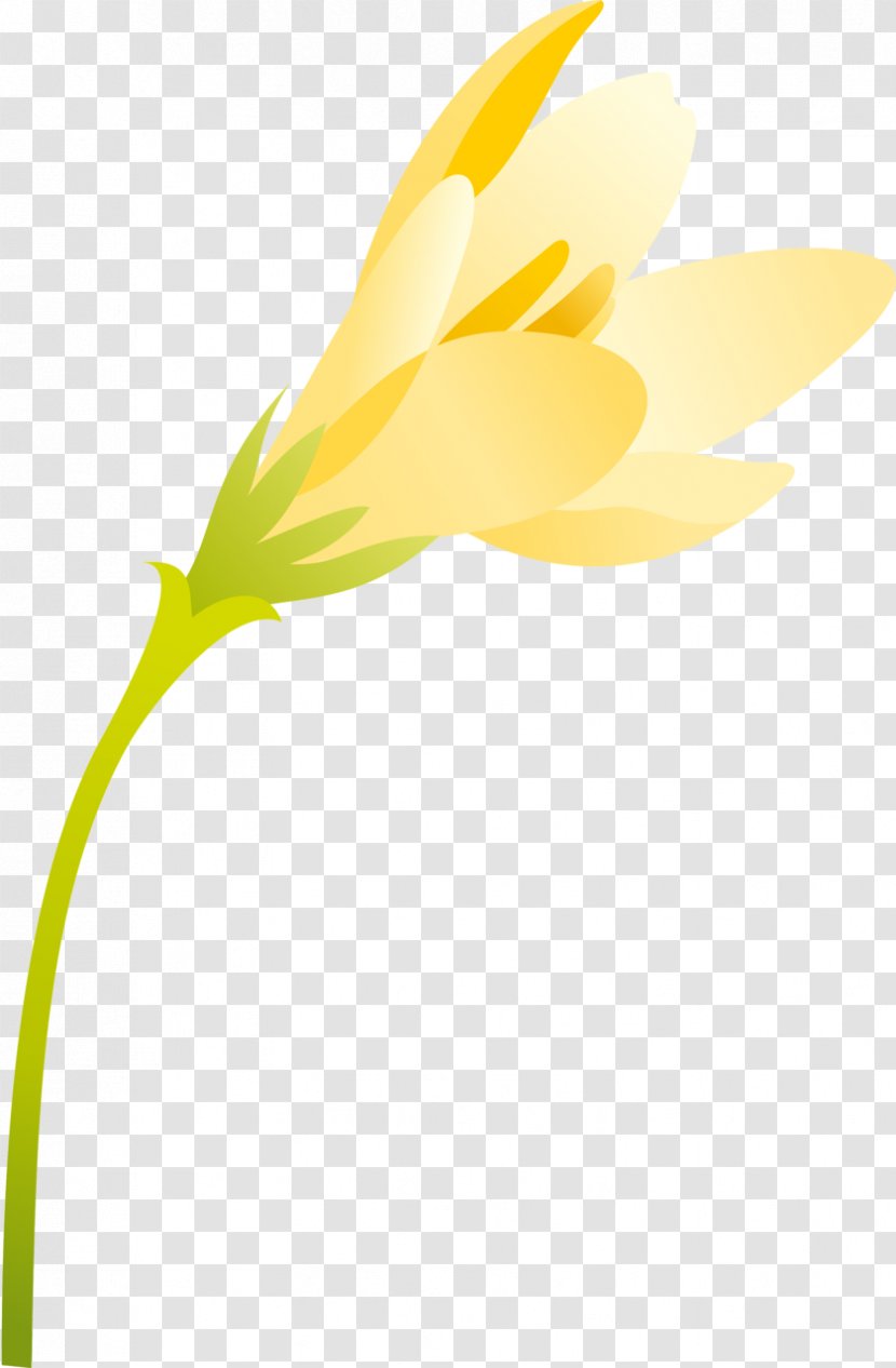 Flower Petal Plant Stem Yellow - Spring Flowers Transparent PNG