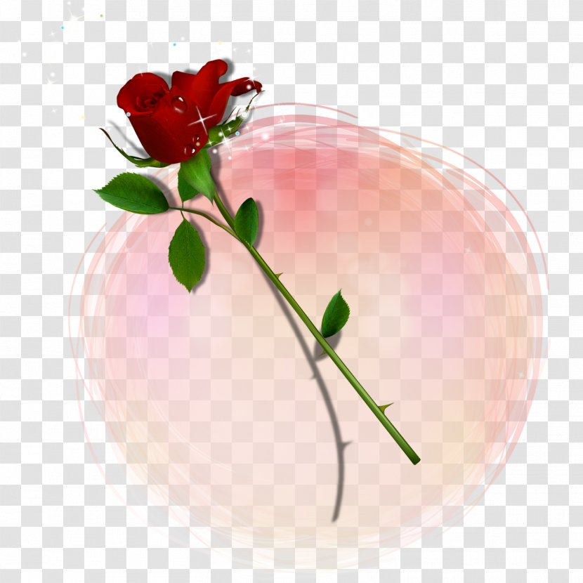 Valentine's Day Rose - Vase - Red Vector Transparent PNG