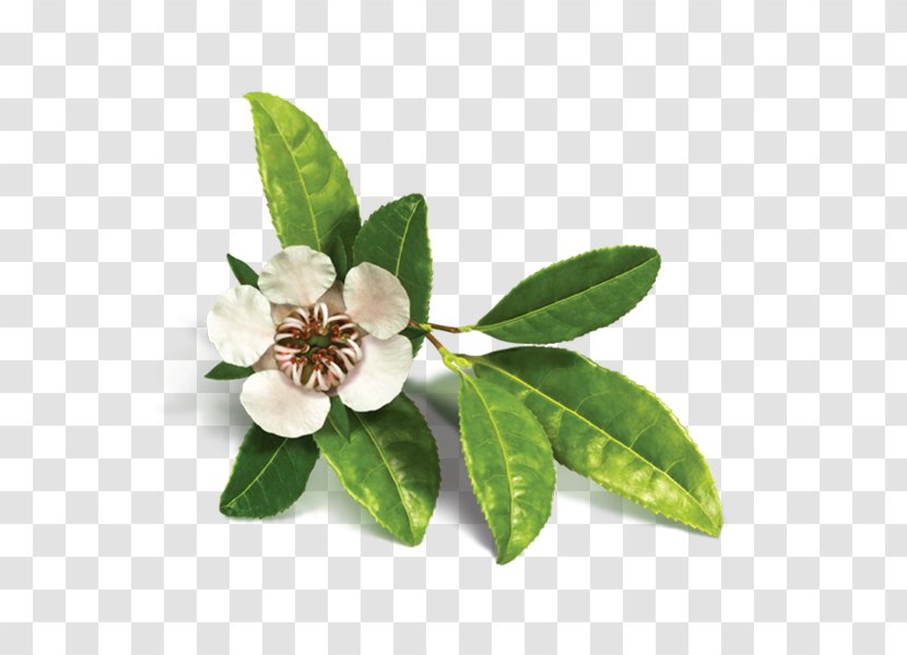 Organic Food Tea Tree Oil Essential Copaiba - Ingredient - Leaves Transparent PNG