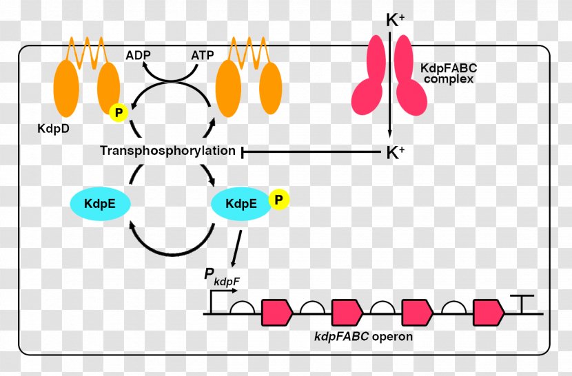 International Genetically Engineered Machine Potassium E. Coli Membrane Transport Protein Operon - Silhouette - SOIL Transparent PNG