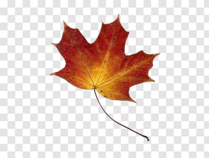 Southern Hemisphere Autumn Leaf Color Tree Transparent PNG