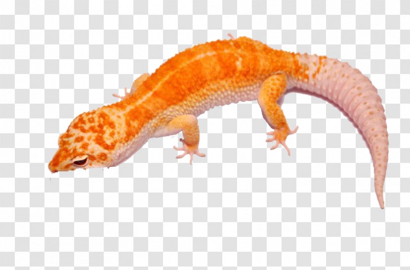 Gecko Lizard - Orange - Young Giant Salamander Transparent PNG
