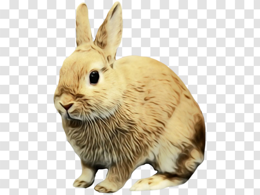 Rabbit Mountain Cottontail Rabbits And Hares Animal Figure Hare Transparent PNG