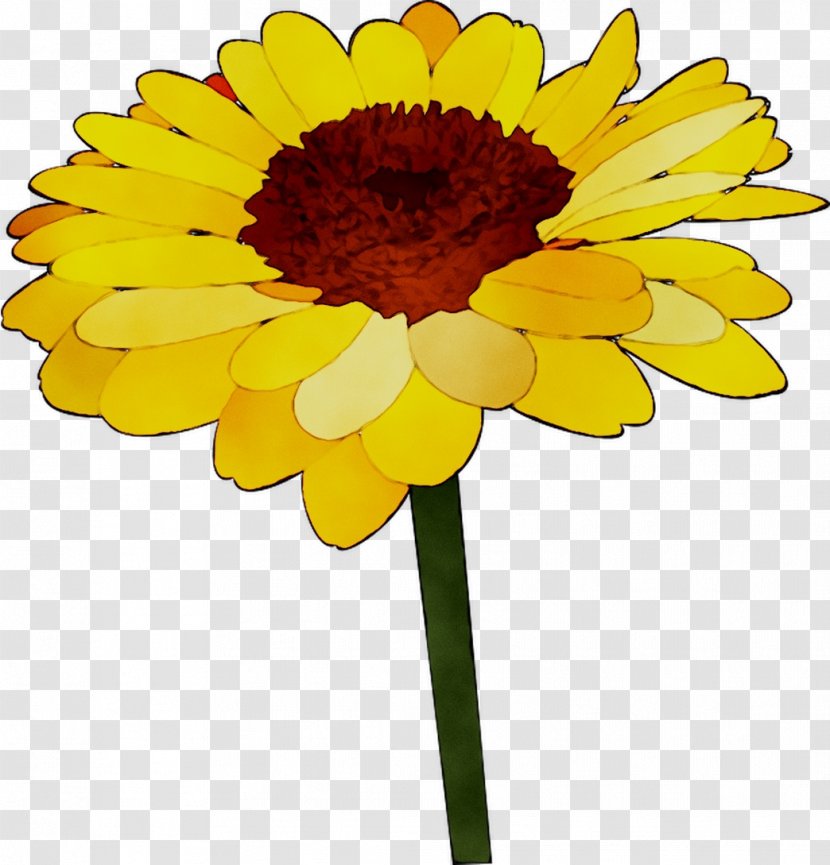 Chrysanthemum Oxeye Daisy Transvaal Cut Flowers Floristry - Yellow - Botany Transparent PNG