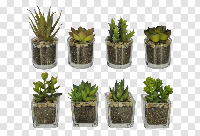 Cactaceae Flowerpot Succulent Plant Vase Glass - Fiber Transparent PNG