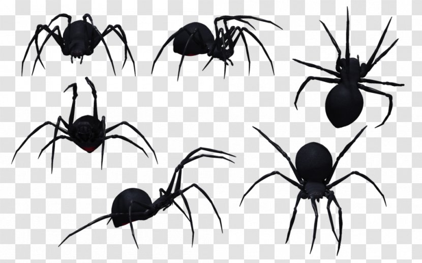 Redback Spider Southern Black Widow Drawing Clip Art - Web Transparent PNG