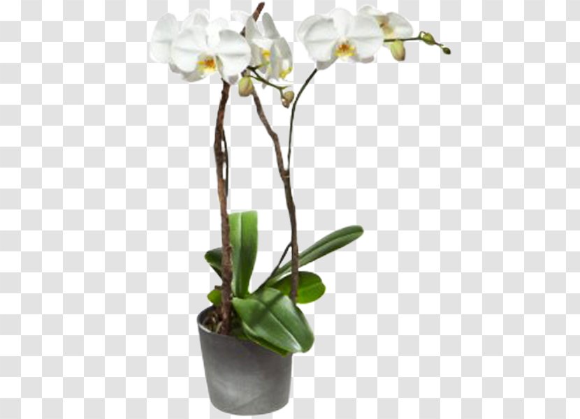 Interflora Moth Orchids Flower Floristry - Cut Flowers Transparent PNG