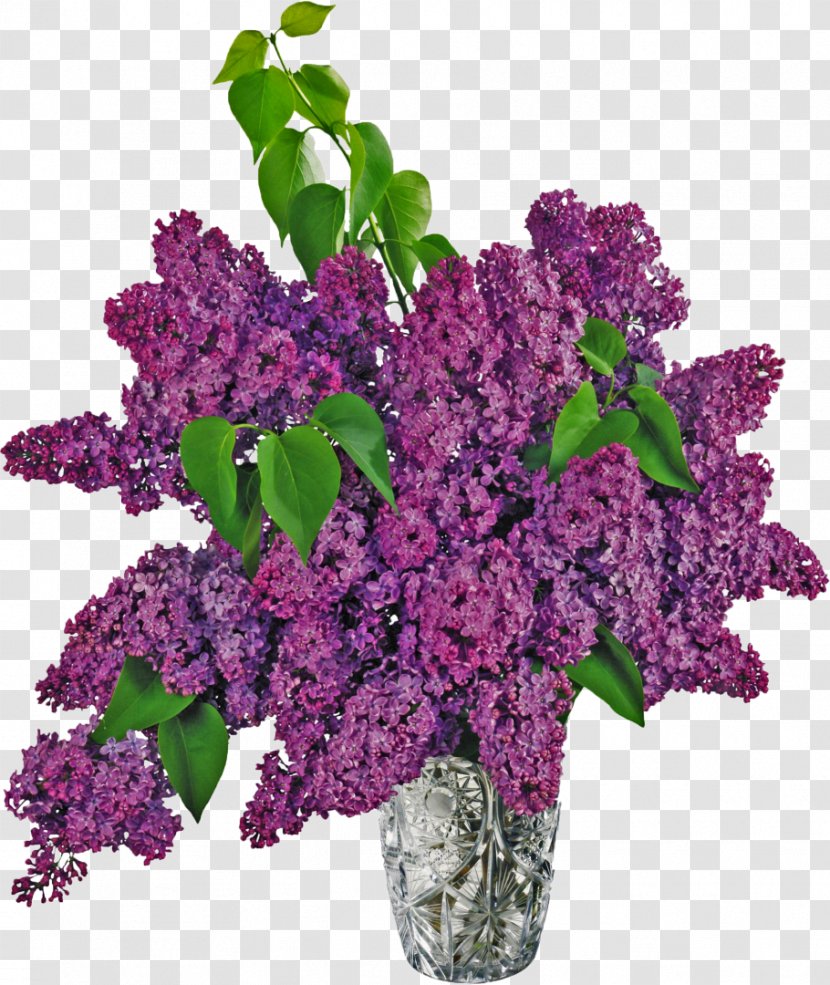 Common Lilac Vase Clip Art Transparent PNG