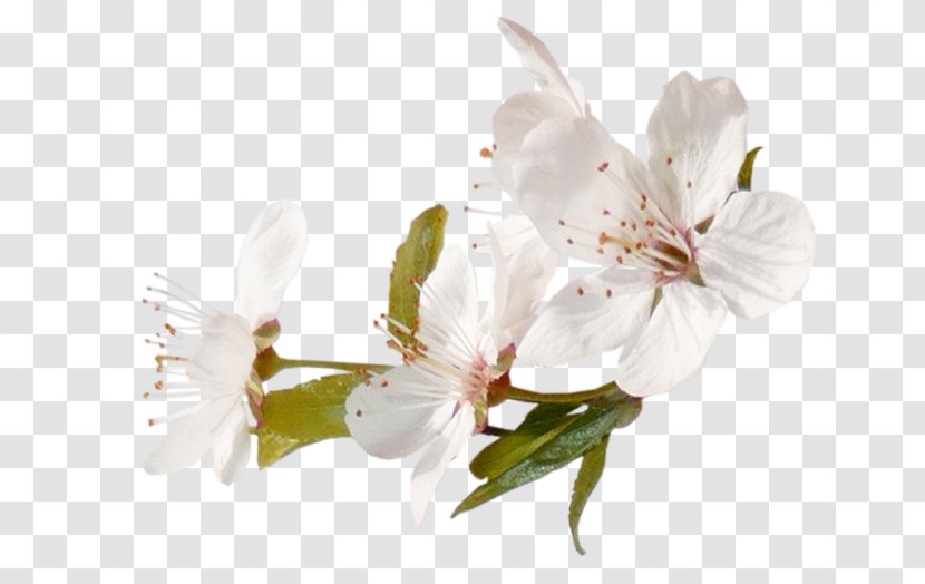 Blossom Fruit Tree - Plant - Apples Transparent PNG
