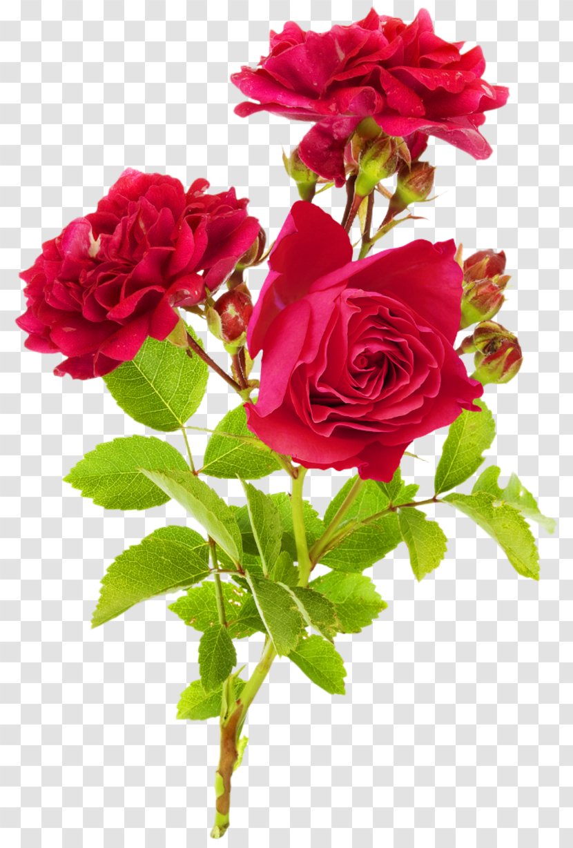 Stock Photography Garden Roses Flower - Flowering Plant - Rose Transparent PNG