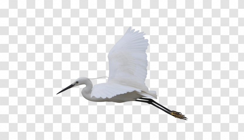 Water Bird Crane Beak Seabird - Shorebird - Flying Transparent PNG