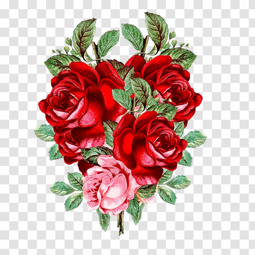 Garden Roses - Rose Family - Floribunda Transparent PNG