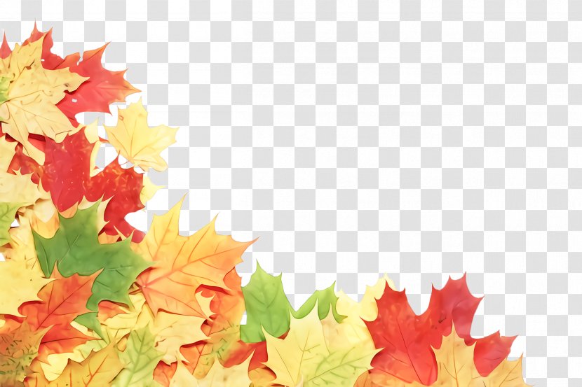 Maple Leaf - Plant - Deciduous Transparent PNG