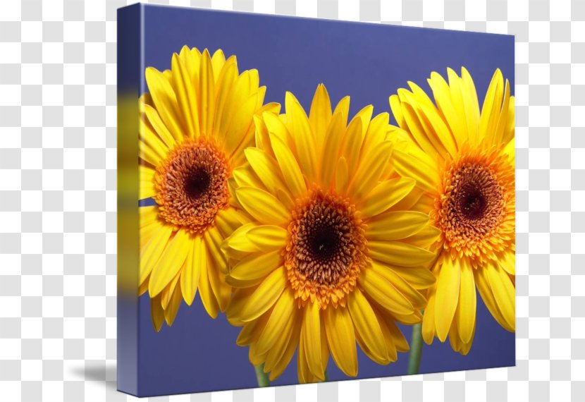 Daisy Family Transvaal Common Sunflower Yellow Annual Plant - Gerbera Transparent PNG