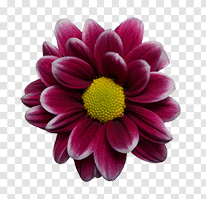 Dahlia Marguerite Daisy Chrysanthemum Cut Flowers Transvaal Transparent PNG