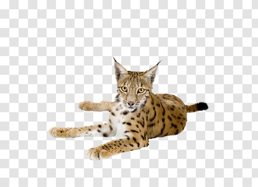 Savannah Cat British Shorthair Eurasian Lynx Canada - Mammal Transparent PNG