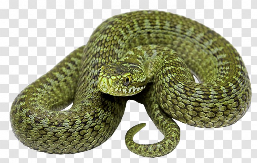 Rattlesnake Vipers - Mamba - Snake Transparent PNG
