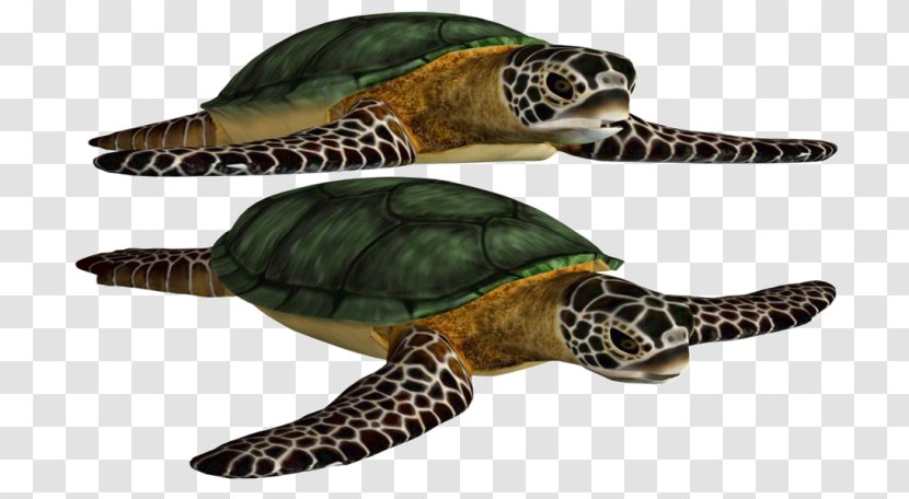 Loggerhead Sea Turtle Green Image - Tortoise Transparent PNG