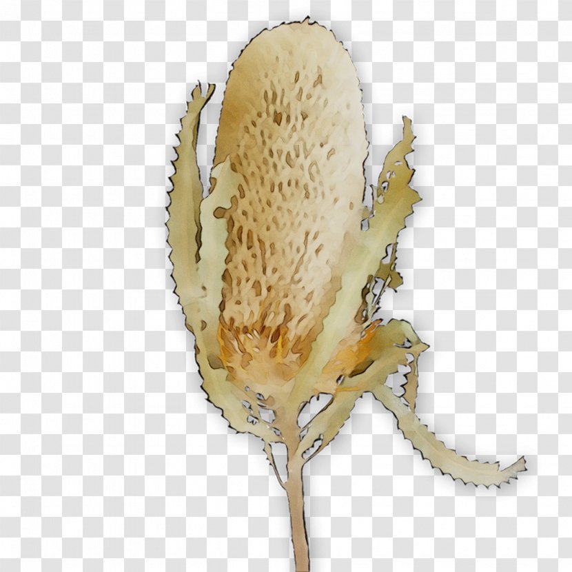 Invertebrate - Broomrape Transparent PNG