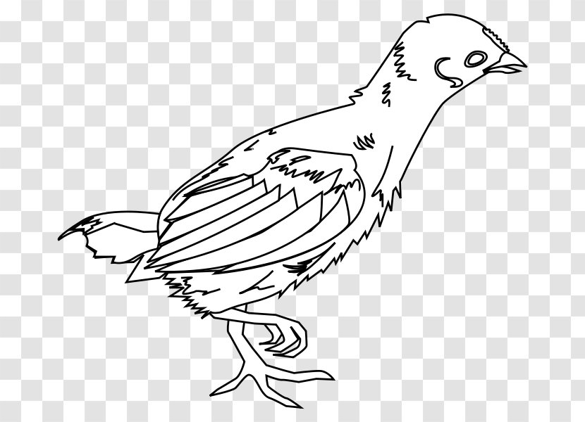 Chicken Broiler Kifaranga Drawing Poultry - Organism Transparent PNG
