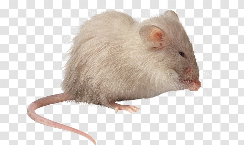 Mouse Brown Rat Pet Transparent PNG