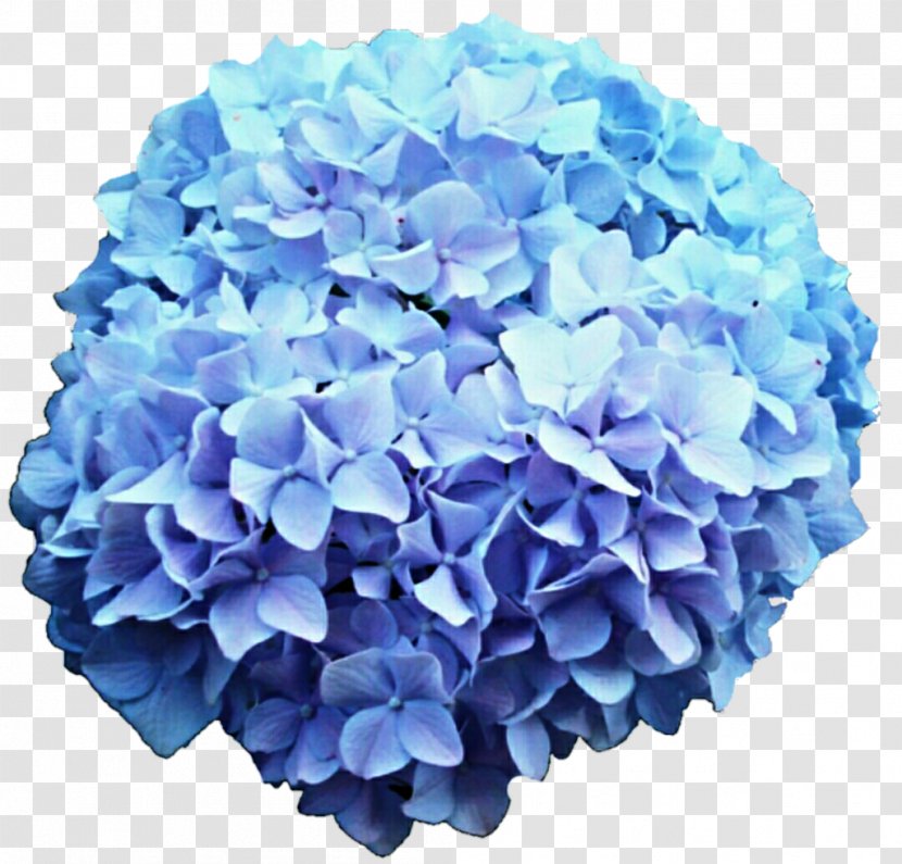 French Hydrangea Flower Blue Rose Clip Art - Purple - Hortensia Transparent PNG