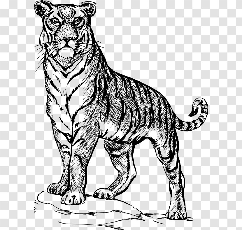 Drawing Line Art Clip - Fauna - Tiger Clipart Black And White Transparent PNG