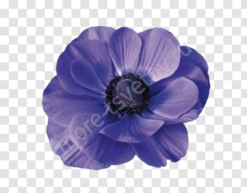 Sea Anemone Cut Flowers Blue Holambra - Garden Roses - Flower Transparent PNG