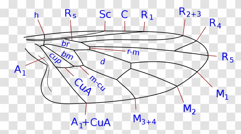 Platypalpus Trivialis Empididae /m/02csf Drawing - Tree - Dessi Cuppa Transparent PNG