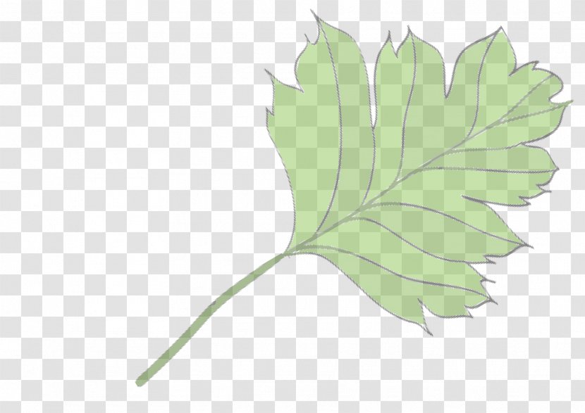 Flowering Plant Stem Leaf Plants - Maple - Ayurvedic Background Transparent PNG