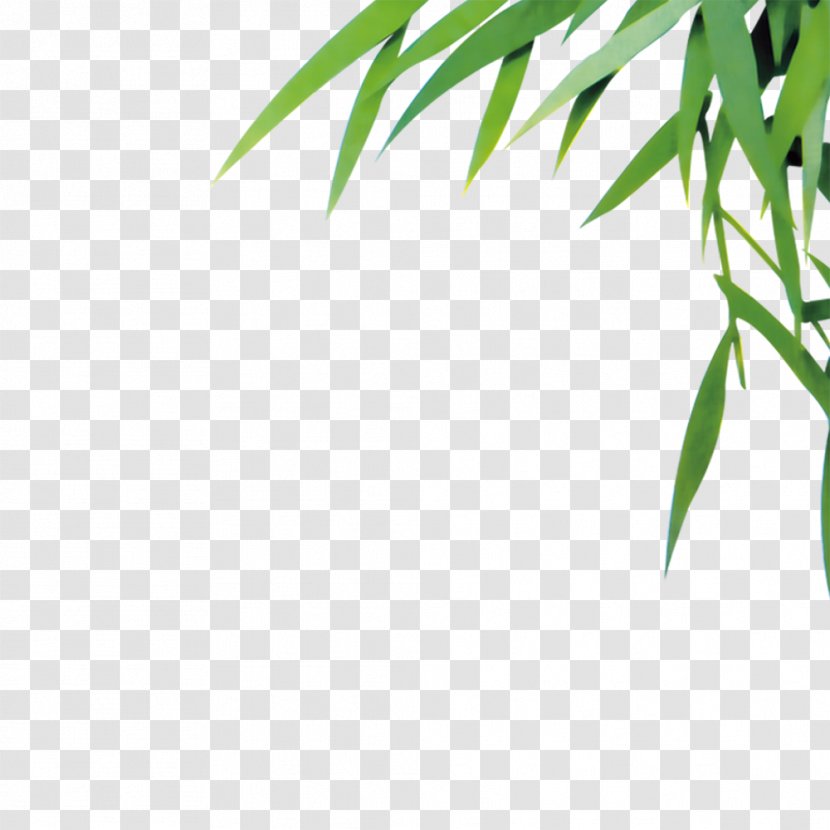 Bamboo Leaf Euclidean Vector - Green Transparent PNG