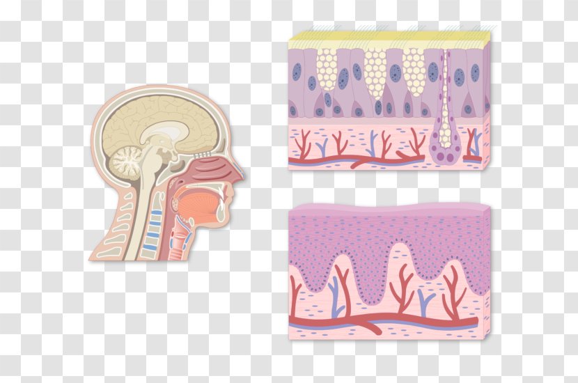 Pharynx Adenoid Epithelium Tonsil Histology - Goblet Cell Carcinoid Transparent PNG